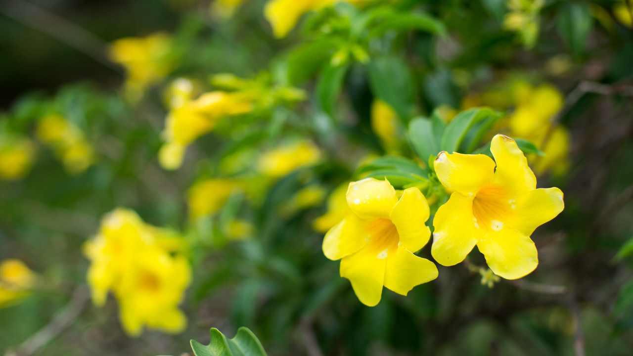 Forsycja: właściwości lecznicze i zastosowanie
