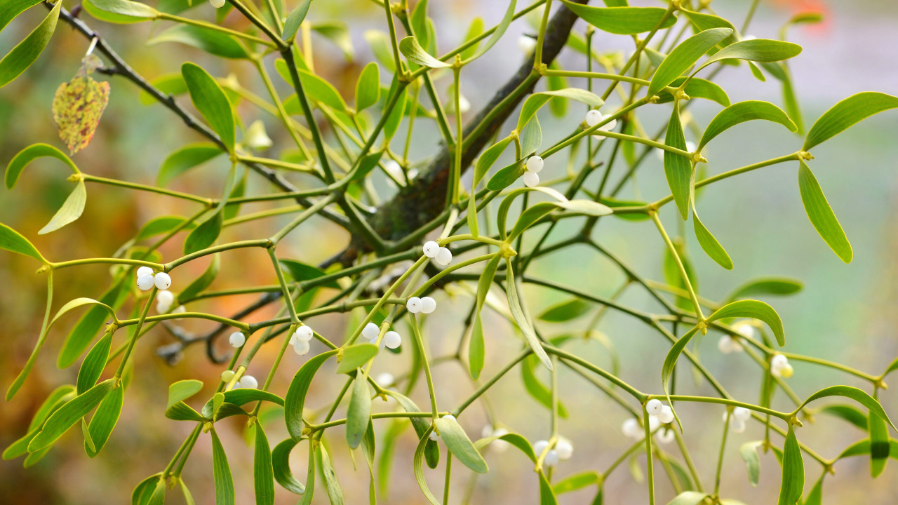 Jemioła: poznaj jej właściwości zdrowotne!