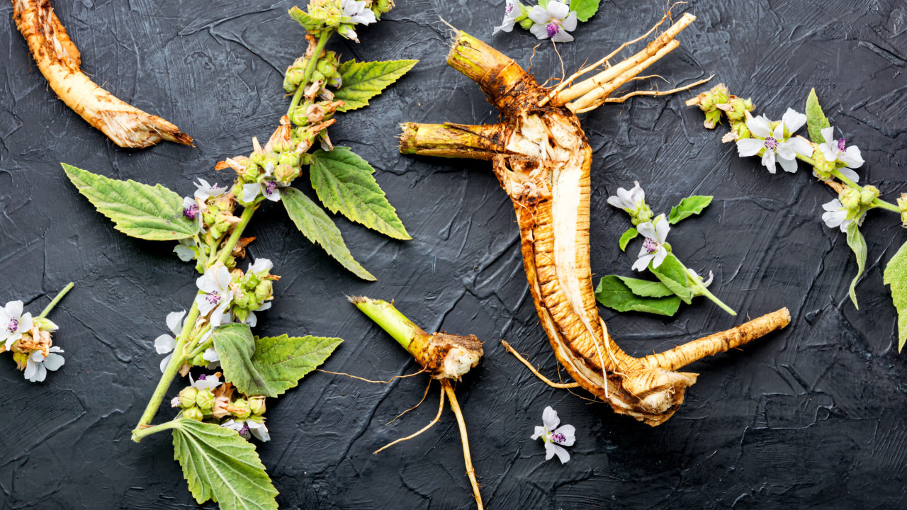 Korzeń prawoślazu - poznaj właściwości i zastosowanie!