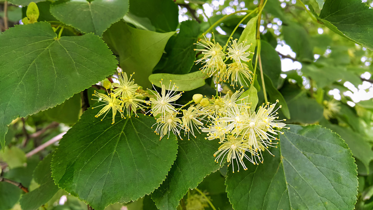 Lipa: poznaj właściwości i zastosowanie!