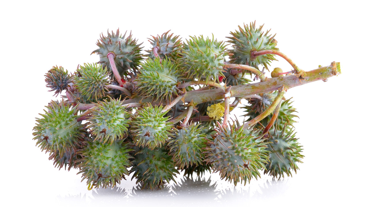 Olejek rycynowy: dowiedz się, jakie ma właściwości!