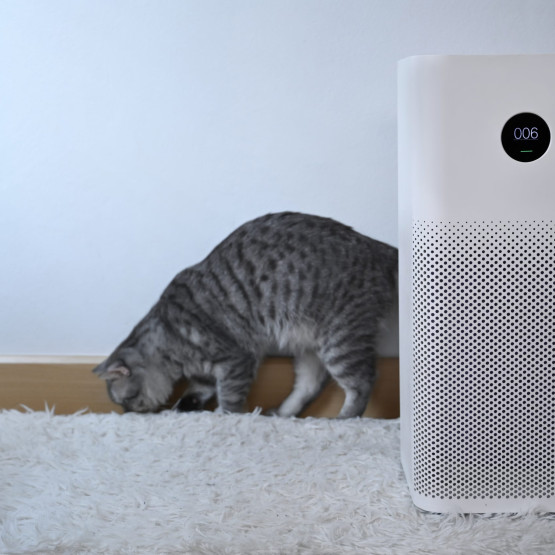 Air purifier with filter and lovely cat in living room. Air Poll