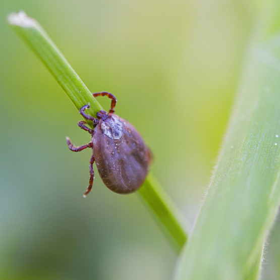 Borelioza – diagnozowanie i leczenie choroby