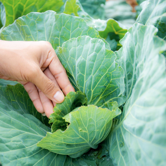 Witamina U - właściwości i zapotrzebowanie
