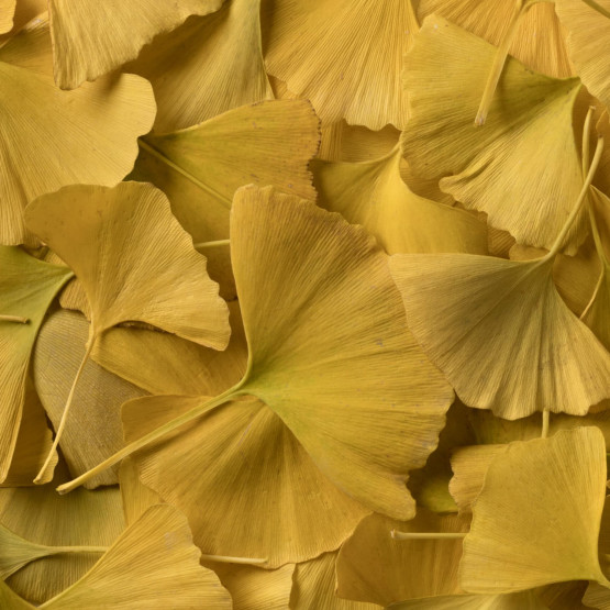 miłorząb japoński