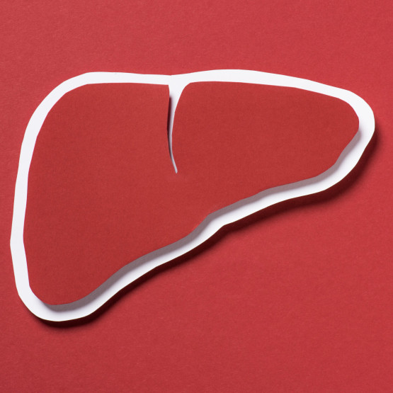 Wątroba - poznaj najważniejsze funkcje i cechy